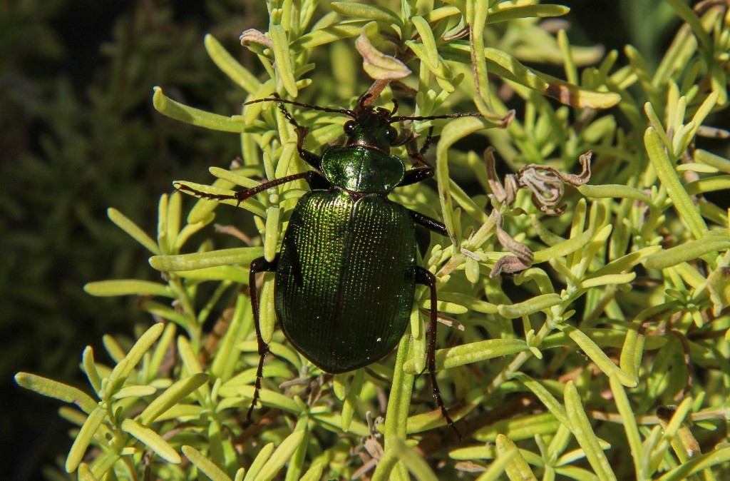 green scarab beetle-1 (1024x674)
