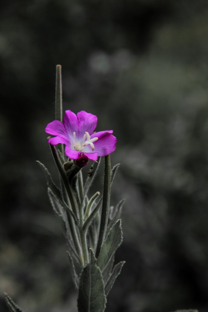 cascatas de mourao a 18