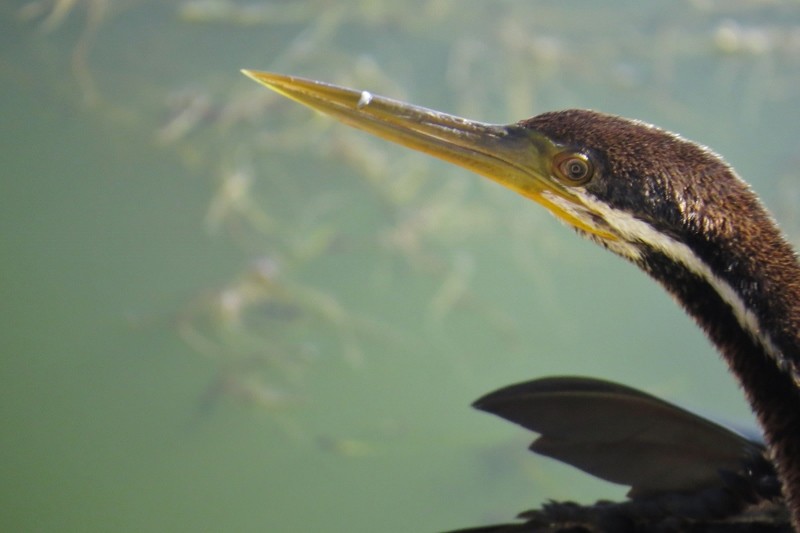 australian darter 7 (800x533)