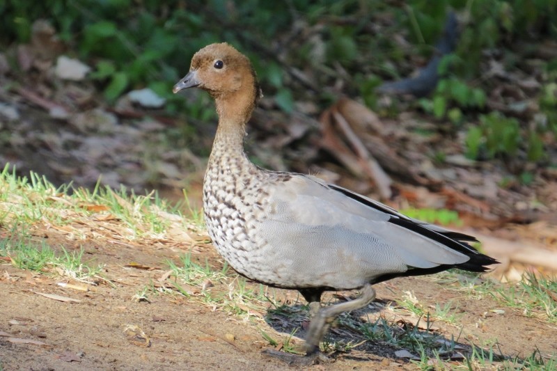 chenonetta jubata a 11
