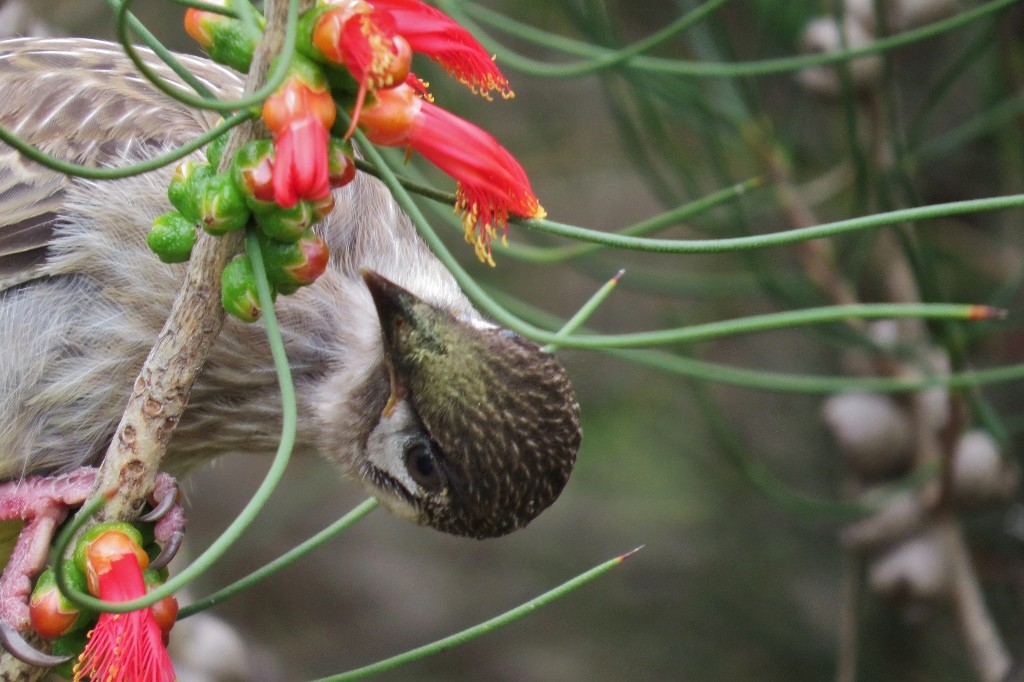 wattlebird