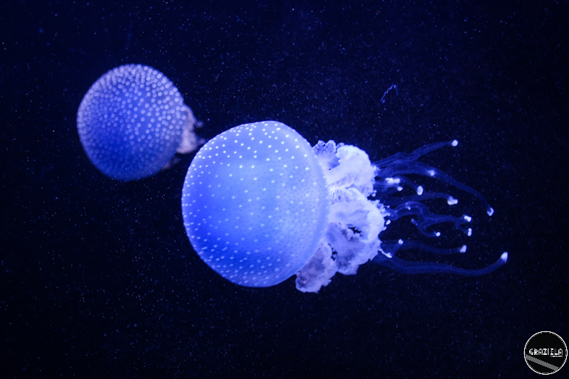 IMG_4785-31.jpg IMG_4785-31.jpg