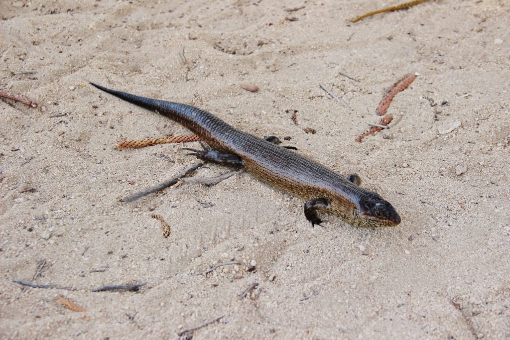 kings skink-20 (1024x683)