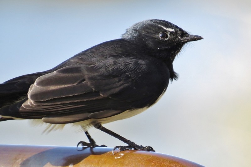 willie wagtail b 21