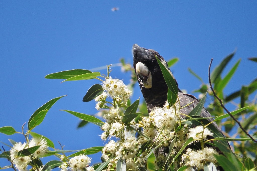 carnabys black-cockatoo 4