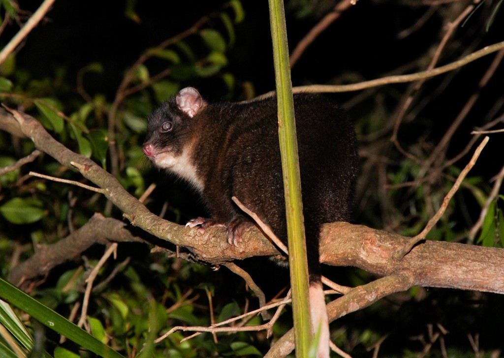 western ringtail possum 1