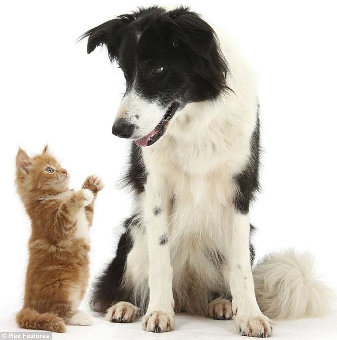 cão gato animais fotos engraçadas