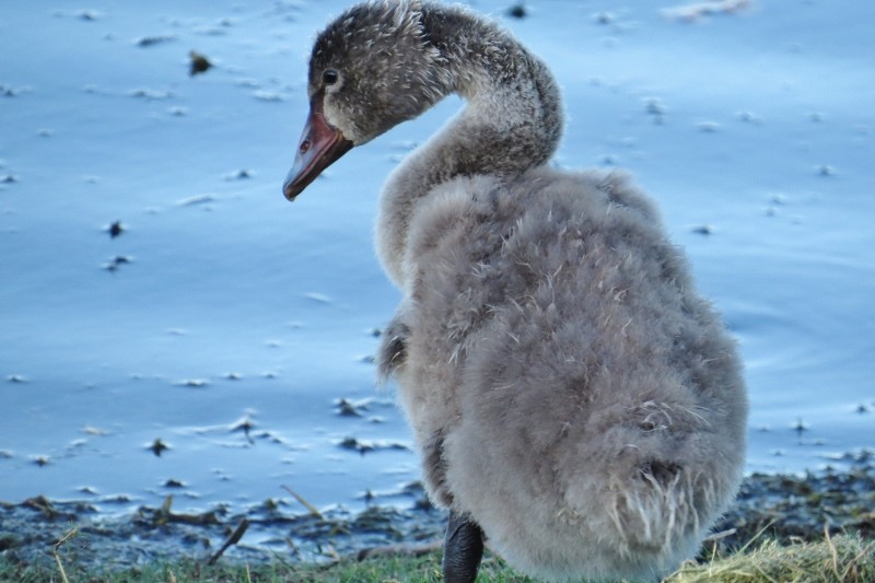 Cygnus atratus 5 (800x533)