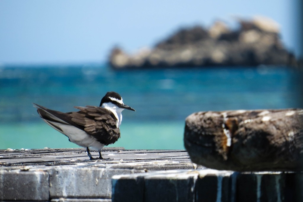 bridled tern 9