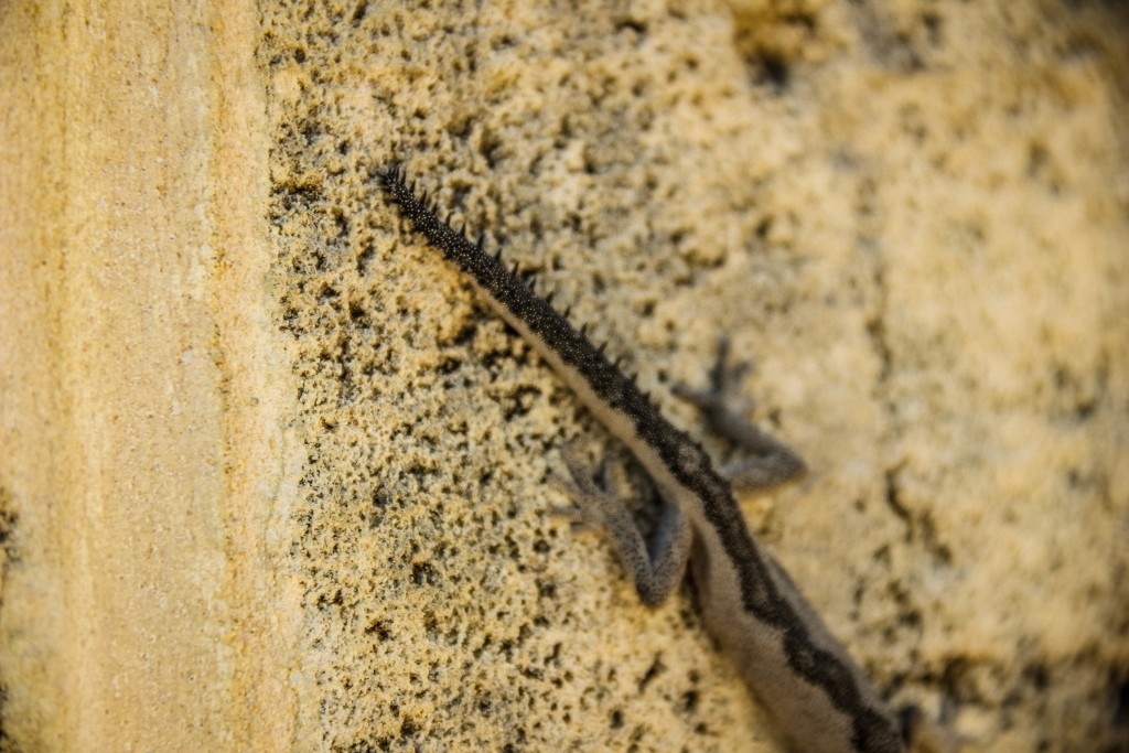 south-western spiny-tailed gecko 2