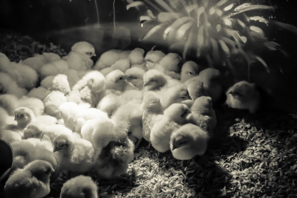 animals perth royal show a 19 (1024x683)