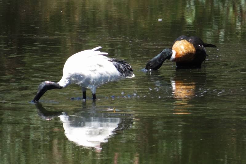 shelduck a 10 (800x533)