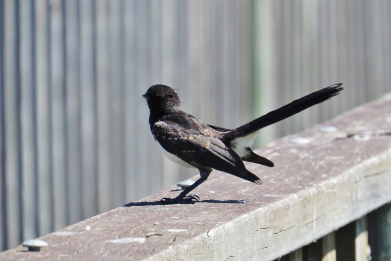 willie wagtail b 20
