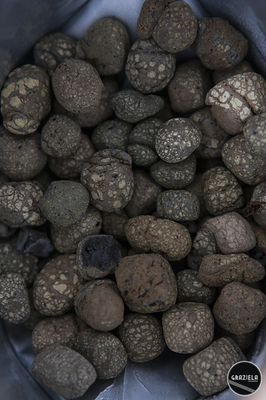 _MG_5823a.jpg _MG_5823a.jpg