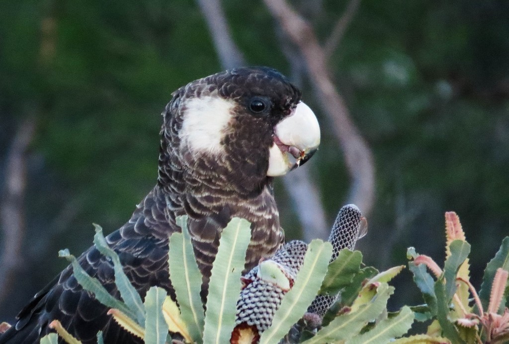 black cockatoo 8