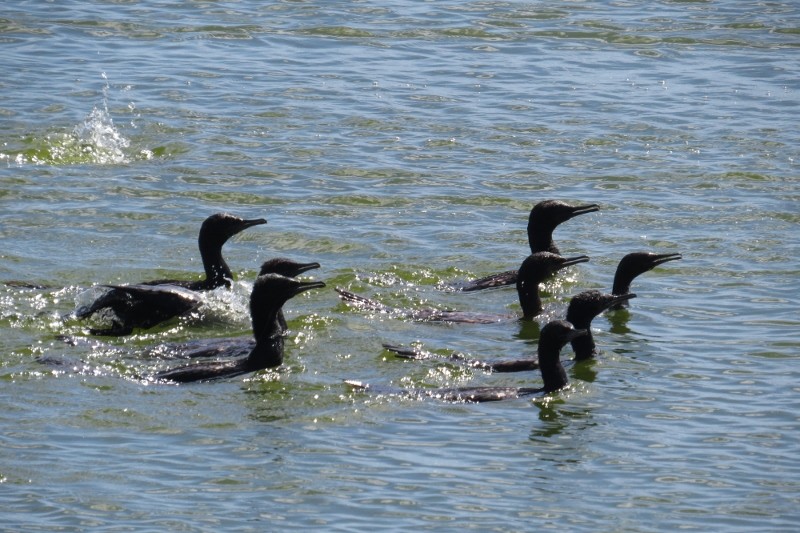 little black cormorant a 10