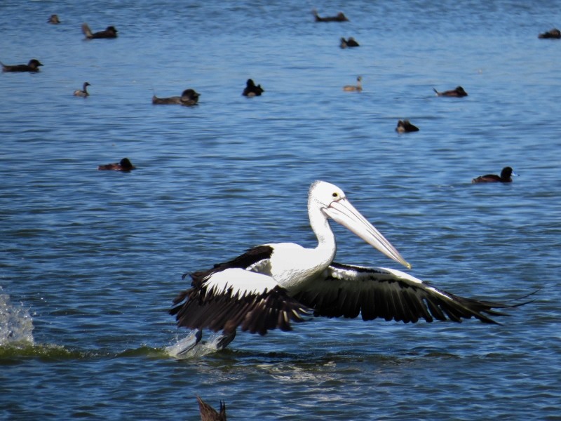 pelicano 4 (800x600)