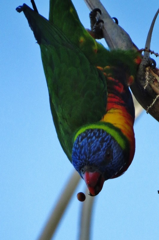 rainbow lorikeet 9