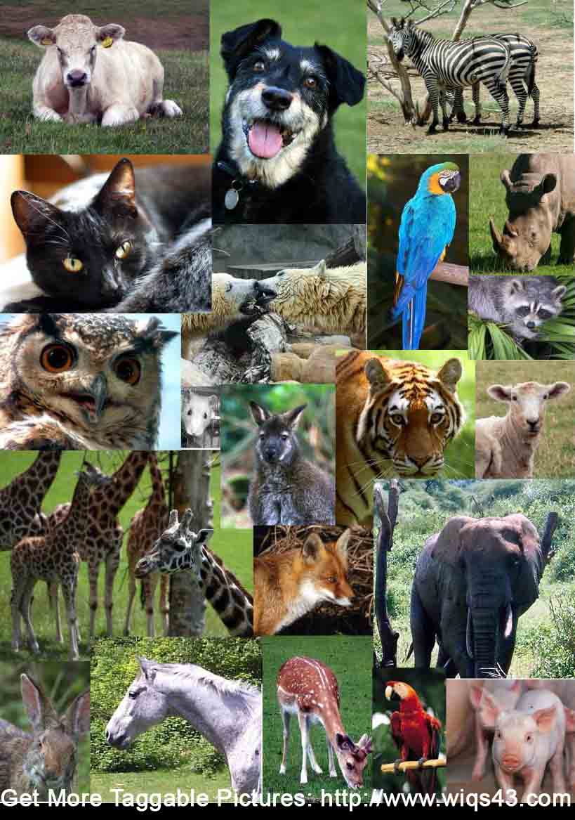 animais identificar fotos facebook meme tag amigos