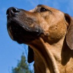RhodesianRidgeback