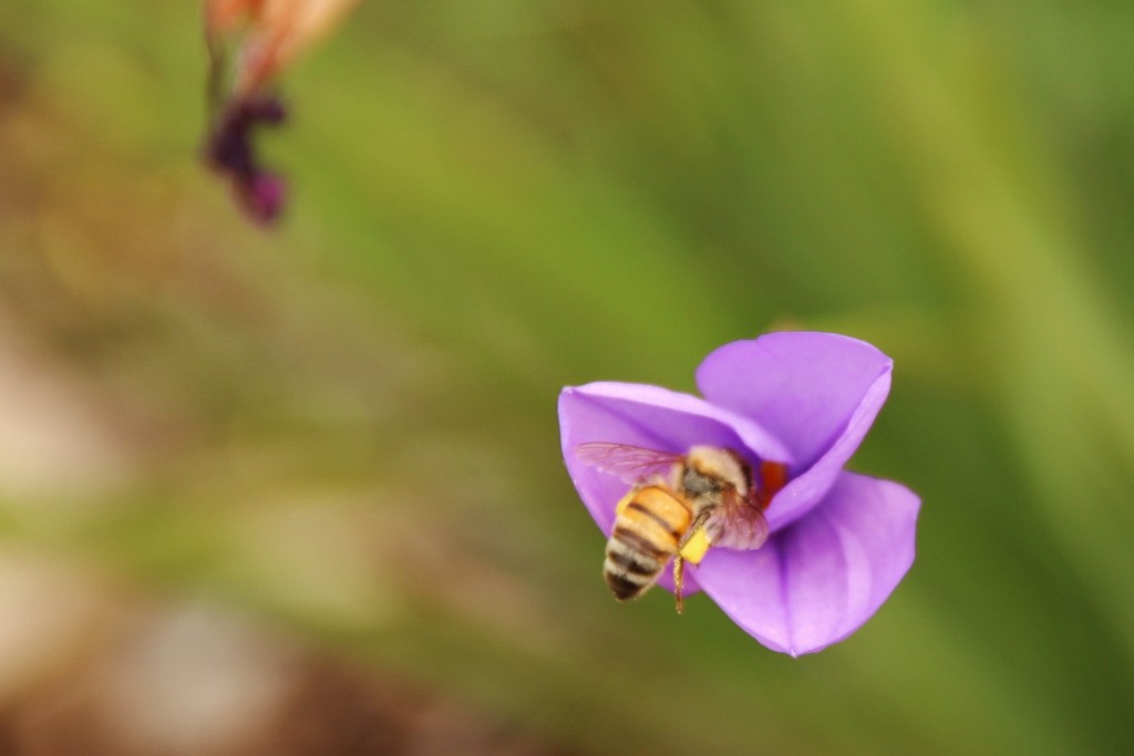 purple flag 2