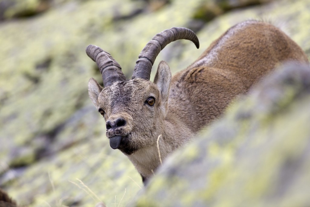 senhores do bosque - cabra montes