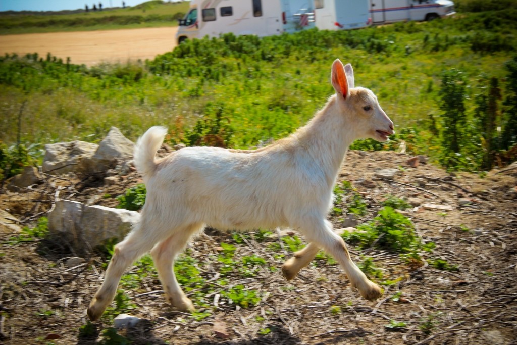 rebanho_cabo_espichel 6