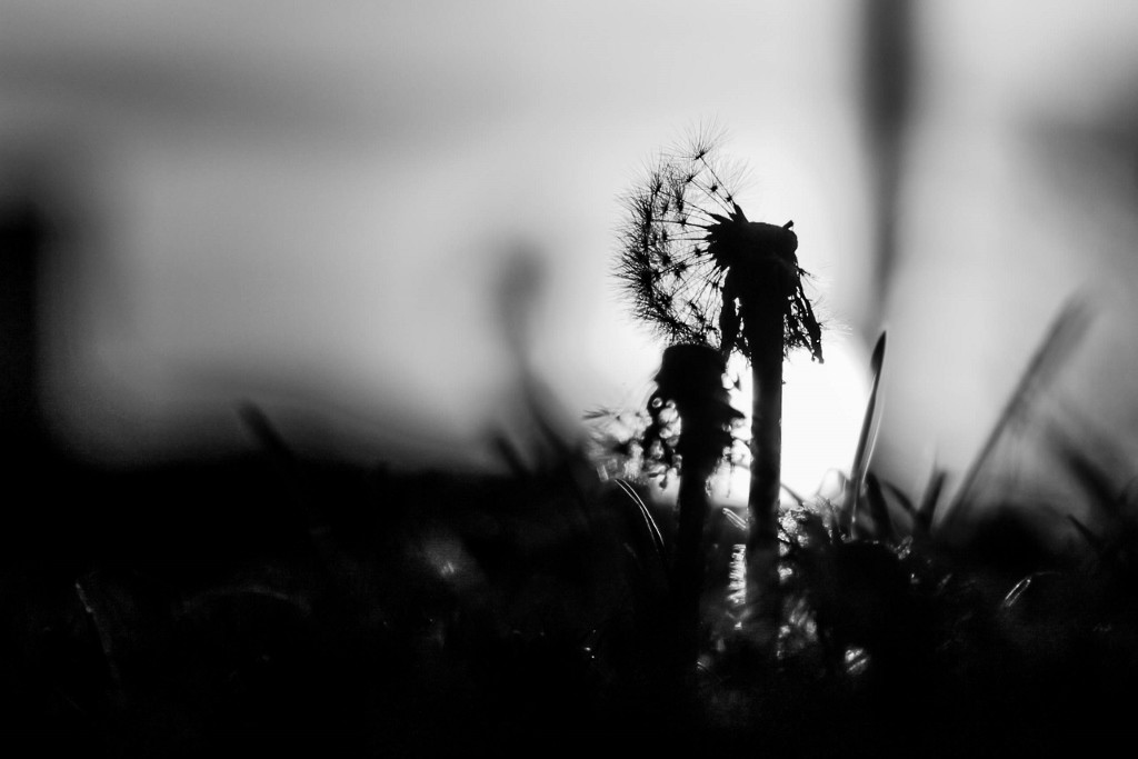 dente de leao-4 (1024x683)