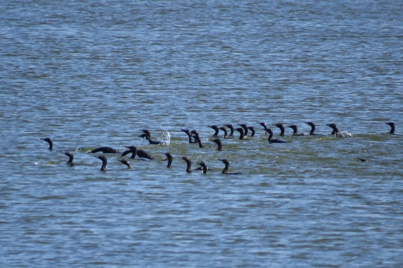 little black cormorant 8
