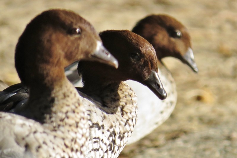 chenonetta jubata a 17