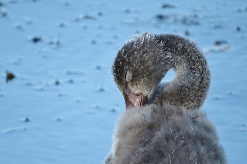 Cygnus atratus 9 (800x533)