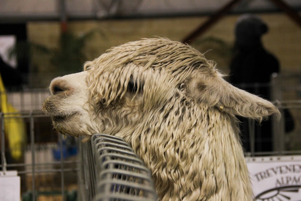 animals perth royal show a 14 (1024x683)