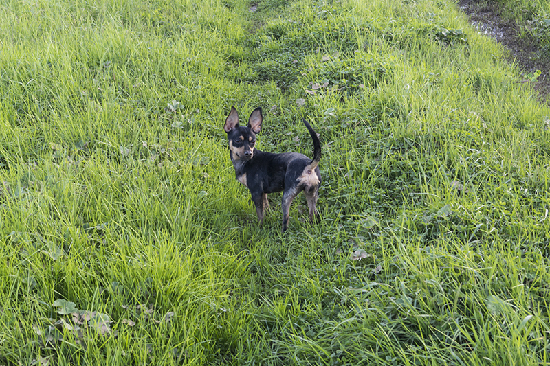 _SAM2565aa.jpg _SAM2565aa.jpg