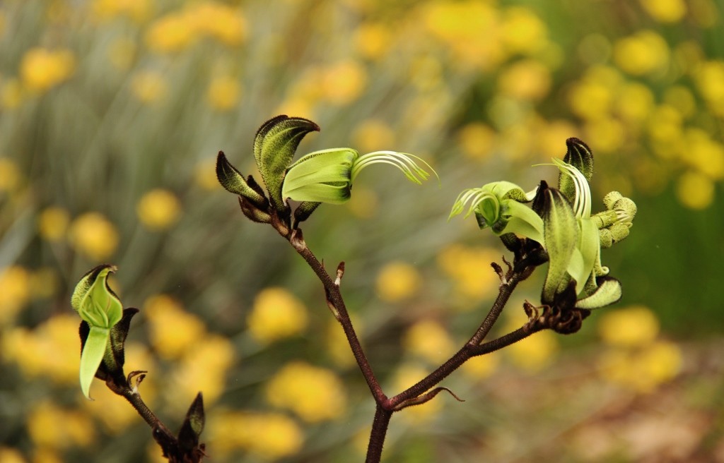 black kangaroo paw