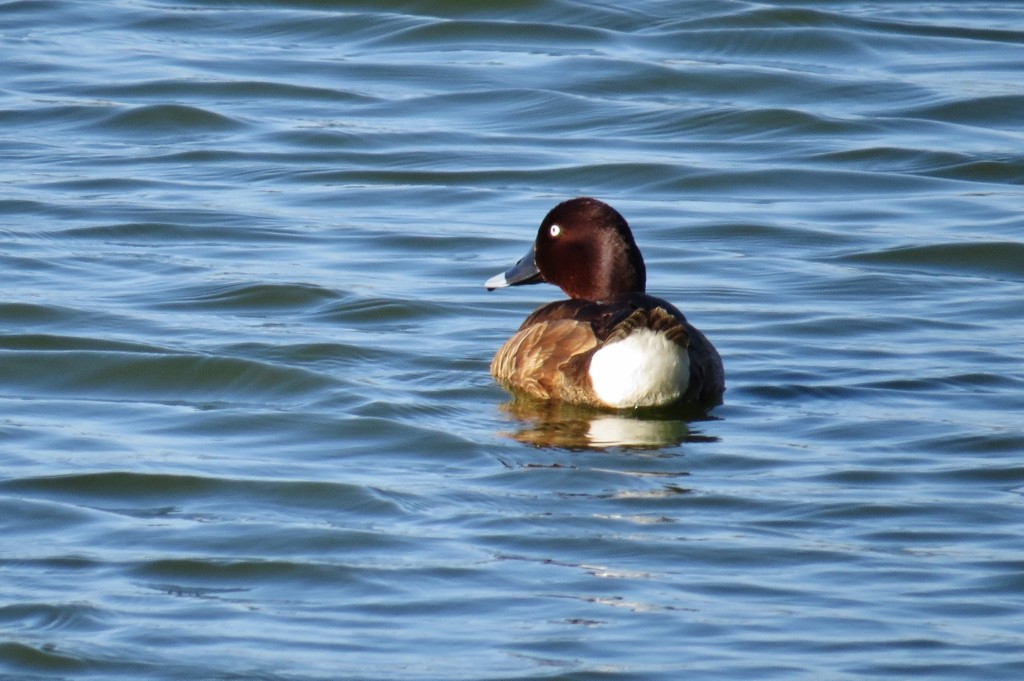 white-eyed duck