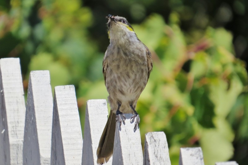 singing honeyeater 5