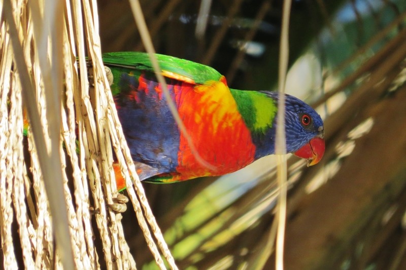 rainbow lorikeet b 21