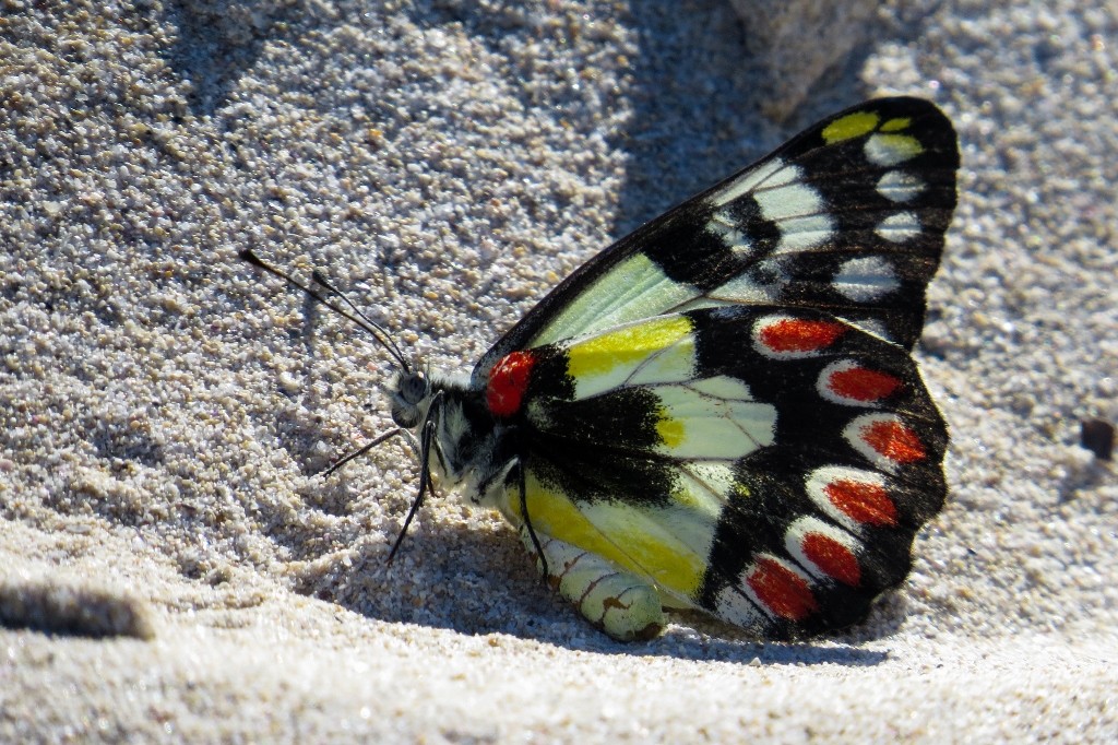 red-spotted jezebel 1