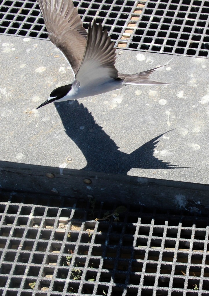 bridled tern a 13