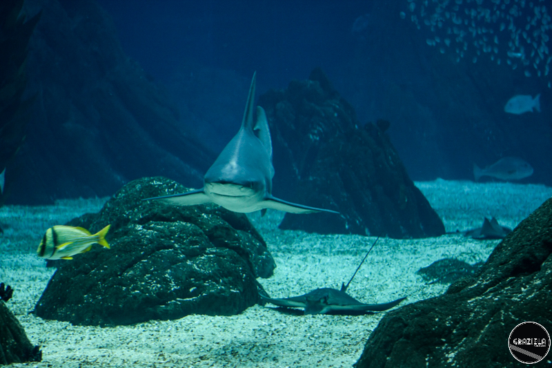 IMG_4804-34.jpg IMG_4804-34.jpg