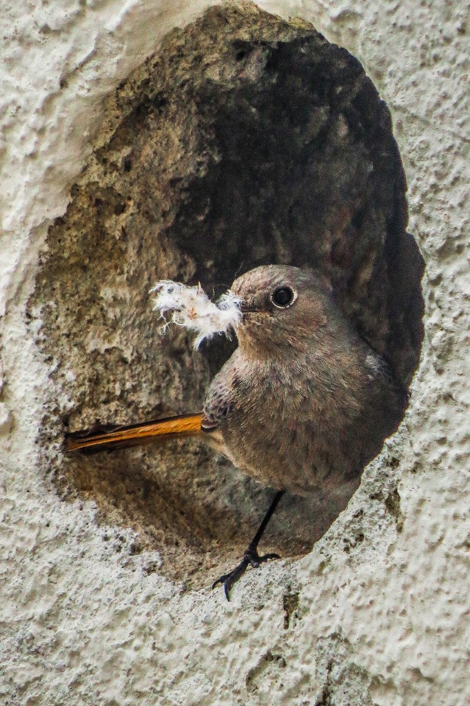 rabirruivo-preto-1 (682x1024)