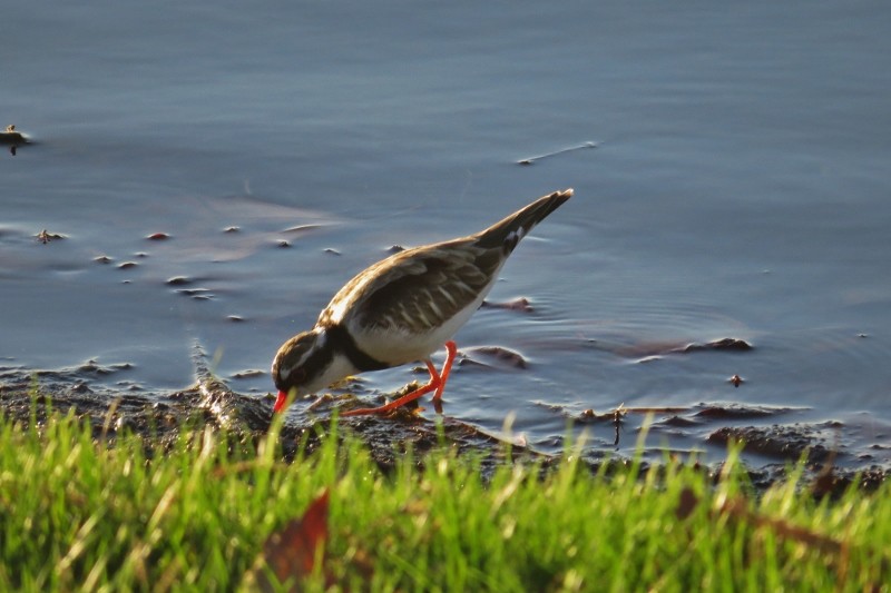 black-fronted dotterel a 14 (800x533)