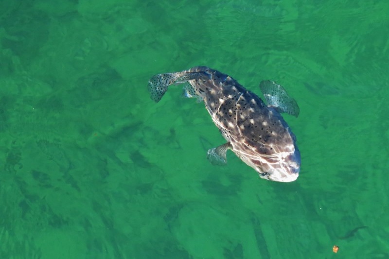 porcupine fish 3