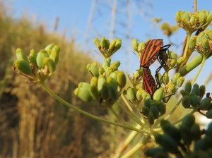 graphosoma lineatum 3