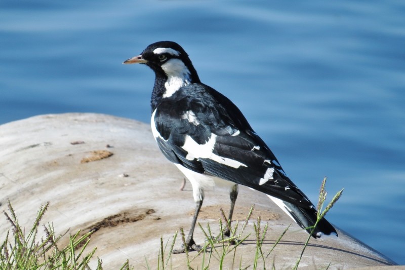 magpielark a 10 (800x533)