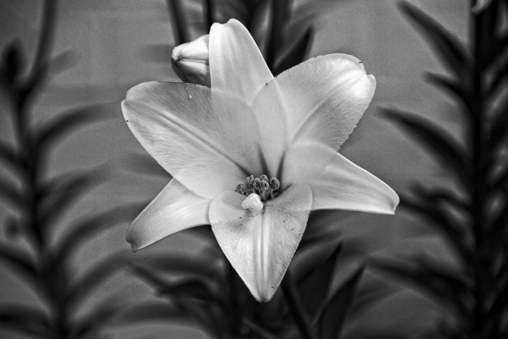 flor branca-12 (1024x683)