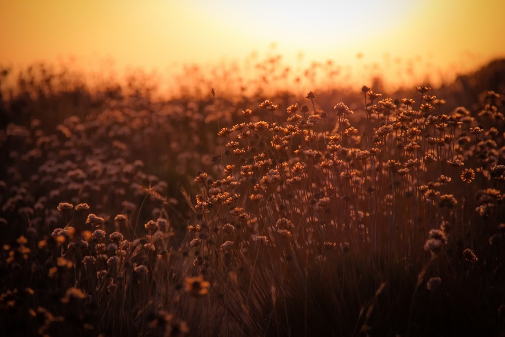 sunset praia falesia 1