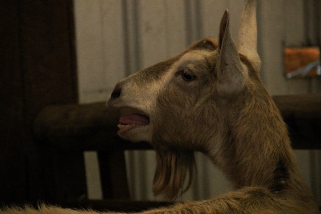 animals perth royal show a 11 (1024x683)