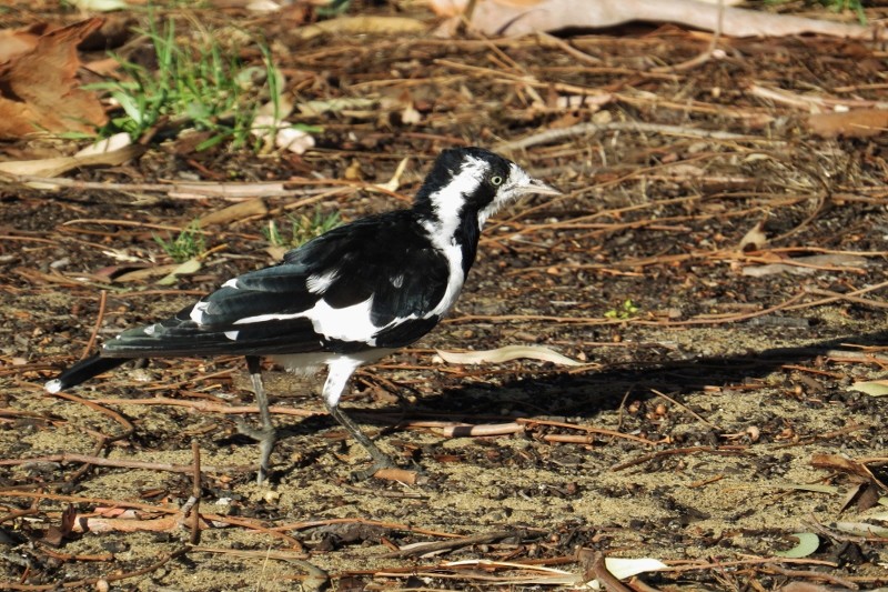 magpielark 4 (800x533)