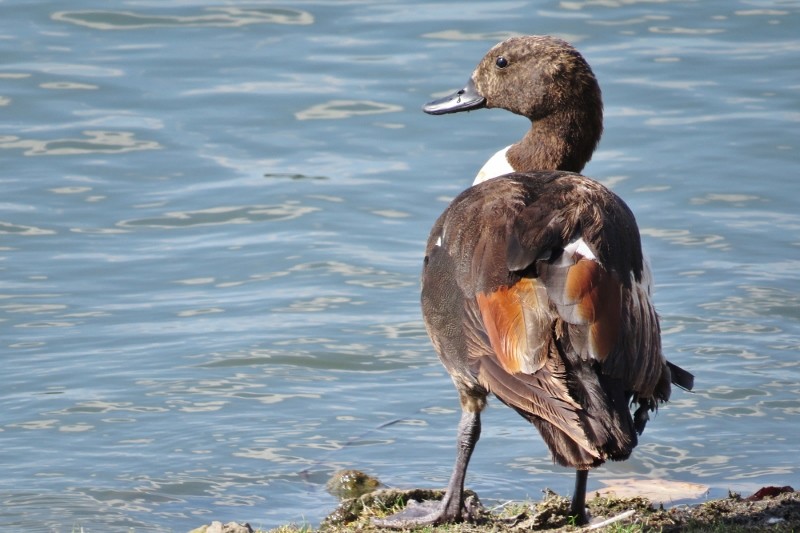 shelduck a 18 (800x533)